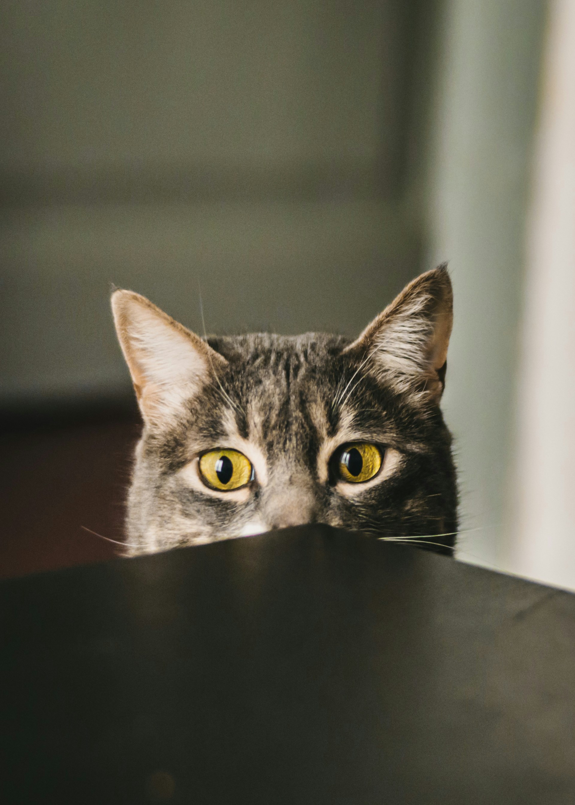 A randomly chosen adorable cat